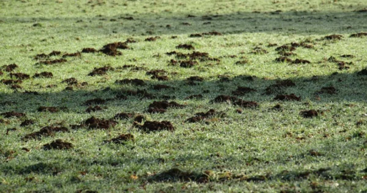 Lawn with scattered soil plugs on the surface after core aeration, showing signs of recent turf maintenance.